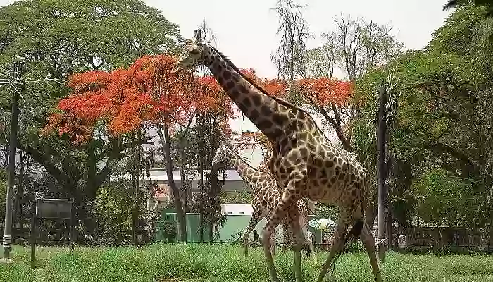 Sri Chamarajendra Zoological Gardens