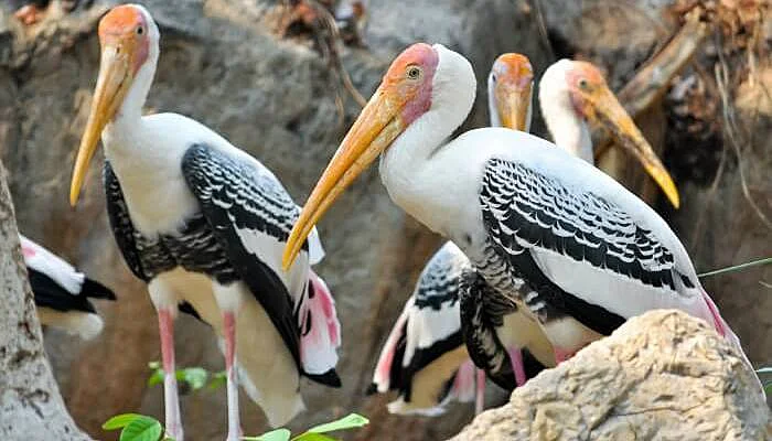Painted Storks perched on rocks in the Water Bird Sanctuary in Rameshwaram (Rameswaram)
