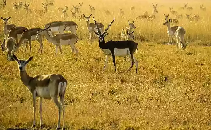 Velavadar Blackbuck National Park: Amongst the Fewer Sights to Sight Blackbucks in India