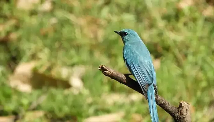 blue bird sitting on a tree branch