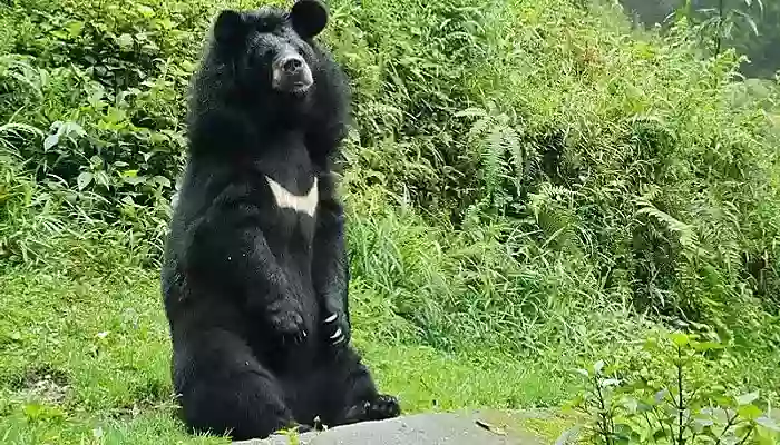 himalayan black bear