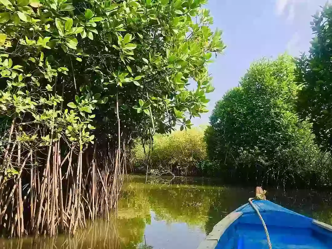pichavaram-mangrove-forest