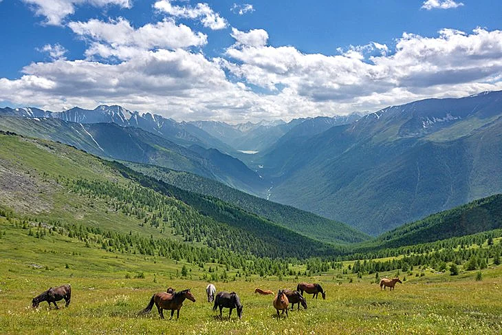 Horses in the Altay Mountains