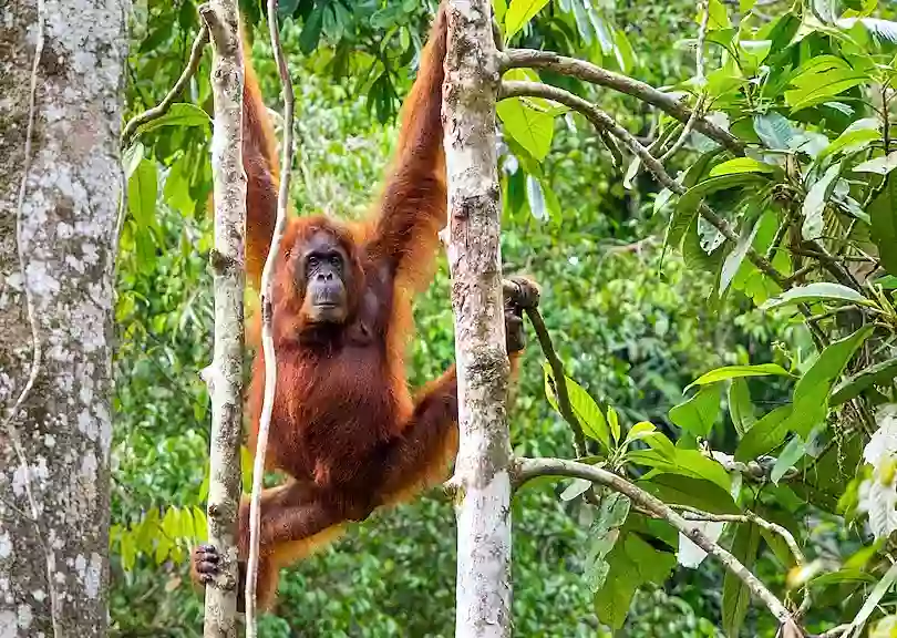 Semenggoh Nature Reserve