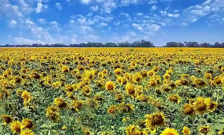 A field of sunflowers in Ukraine